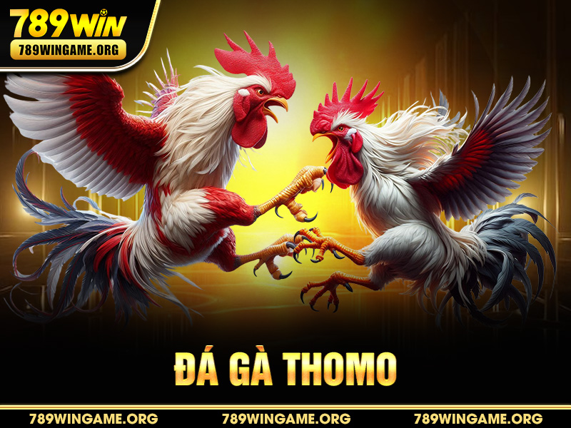 Đá Gà Thomo – Luật Chơi, Kinh Nghiệm & Bí Quyết Cá Cược Tại 789WIN